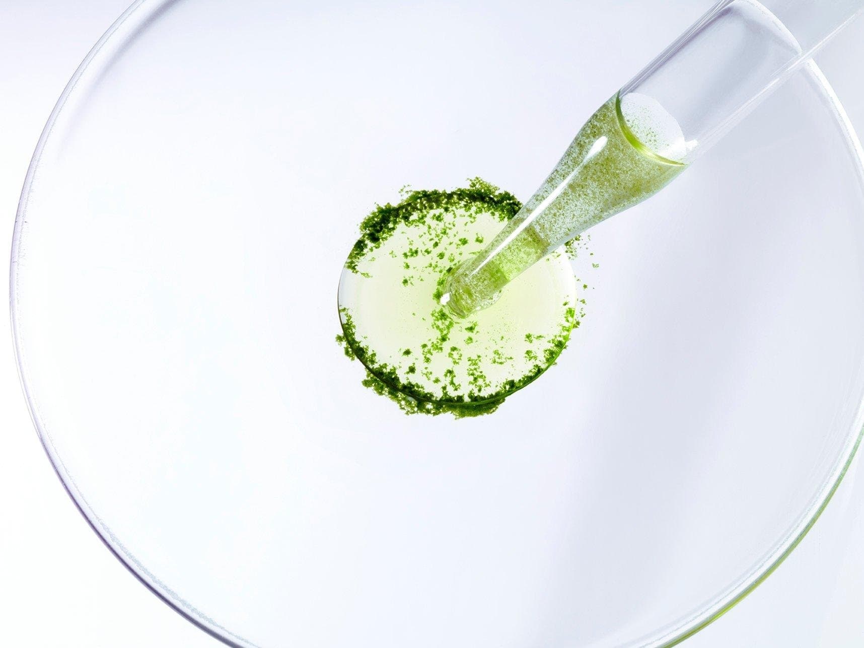 Chlorella Pipette